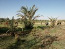 I dnes, přes svou zdánlivou opuštěnost, oáza kypí životem a poskytuje místo k životu několika tisícům lidí, kteží se zabývají zemědělskou činností nebo pracují v Bavíti v oáze Baharíja a domů se vracejí pouze na víkend.